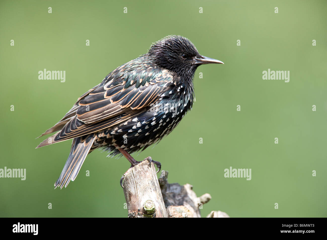 Starling. Sturnus vulgaris (Sturnidae ) Stock Photo