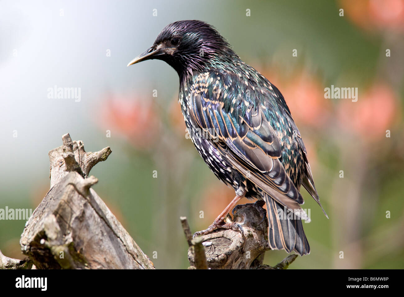 Starling. Sturnus vulgaris (Sturnidae ) Stock Photo