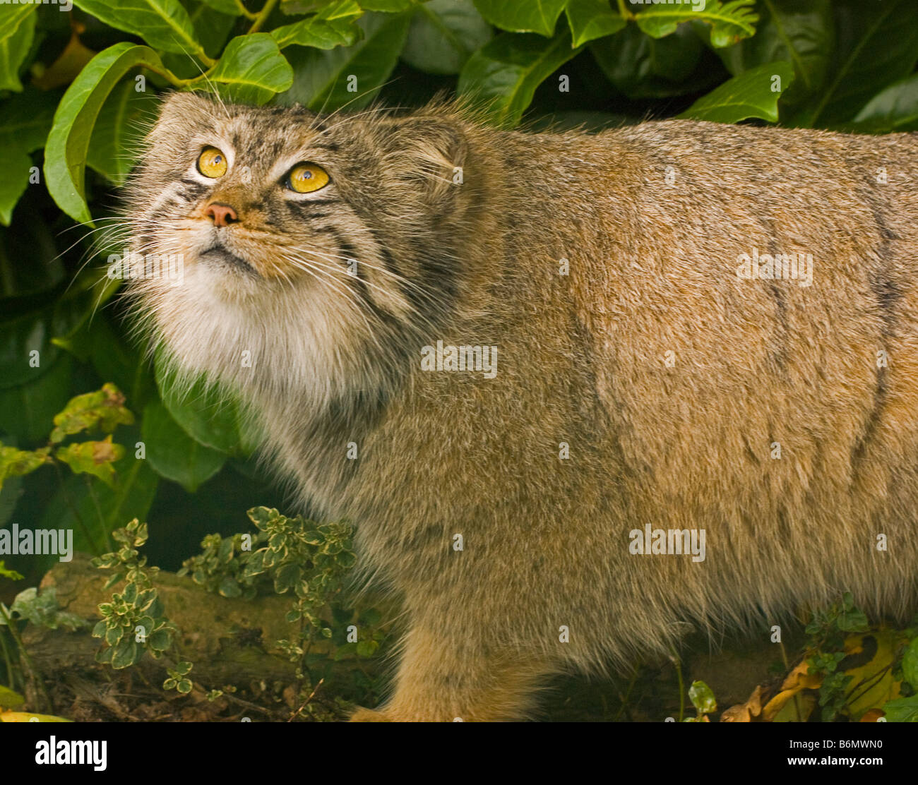 Elusive Pallas's Cats and Their Kittens