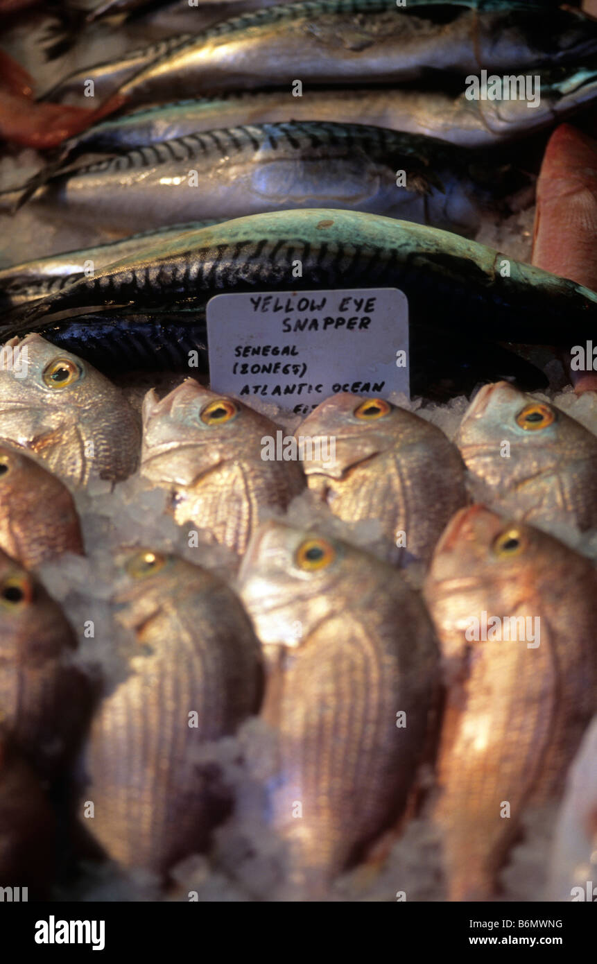 Kinmedai (golden eye snapper) on Fish Auction in Yaidu, Japan Stock Photo -  Alamy
