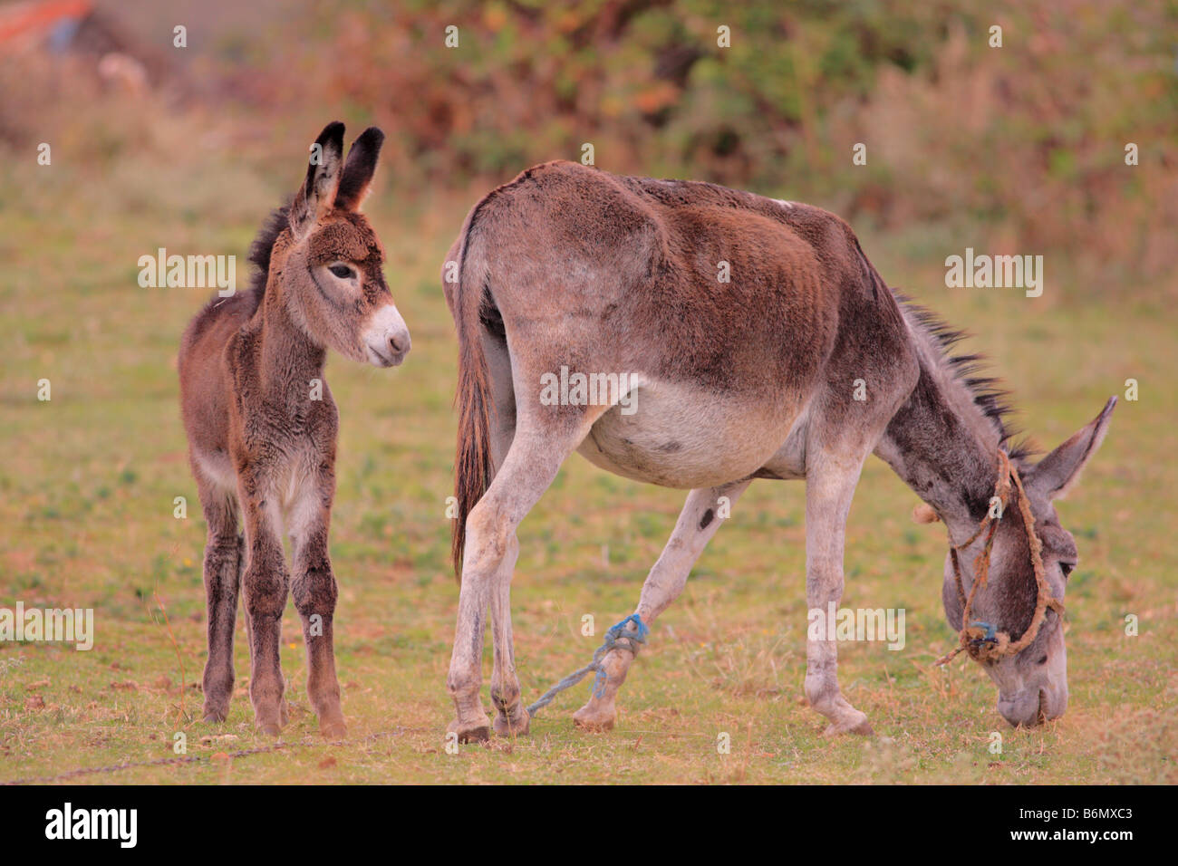 Donkeys Stock Photo