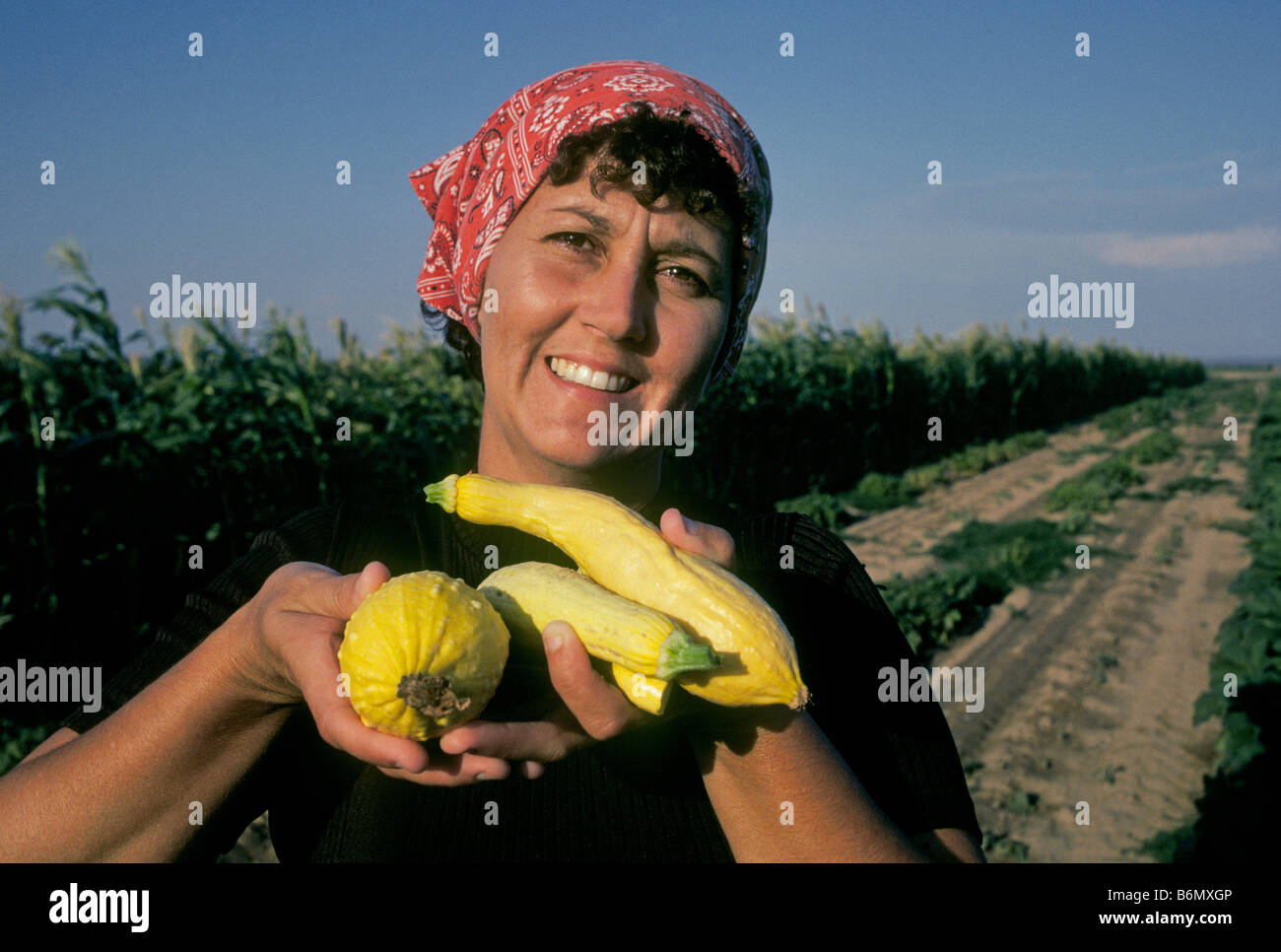 A farmer s wife gathers summer squash from her large garden on her farm along the Pecos River near Lovington New Mexico Stock Photo