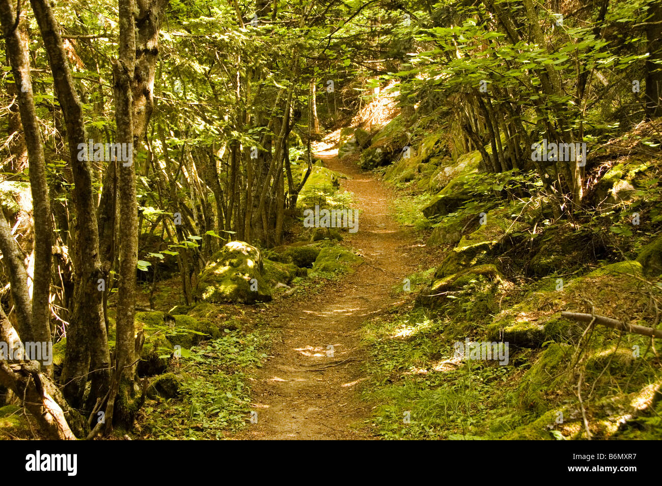 Thick forest under morning light GR 10 Pyrenees France Stock Photo