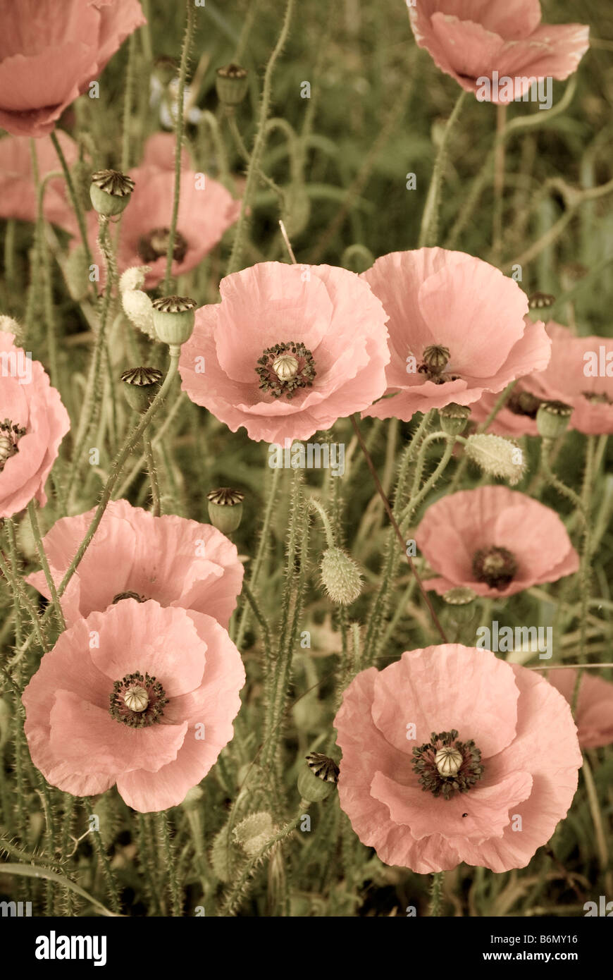 Desaturated Colour High Resolution Stock Photography and Images - Alamy