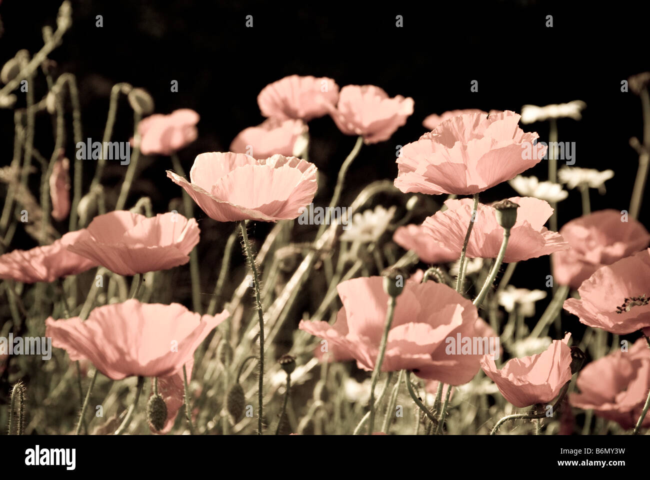 Desaturated Colour High Resolution Stock Photography and Images - Alamy