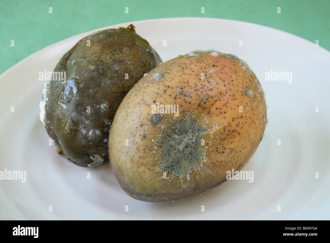 Three Pieces Rotten Mangos Close Up On A White Background Stock Photo,  Picture and Royalty Free Image. Image 126858260.