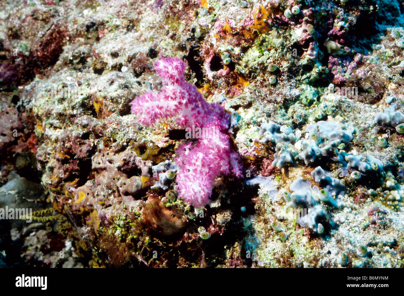 Magenta Spiky Soft Coral. Alcyonaria. Soft Corals. Nephtheidae. Dendronephthya. Amazing underwater marine life of the Maldives. Stock Photo