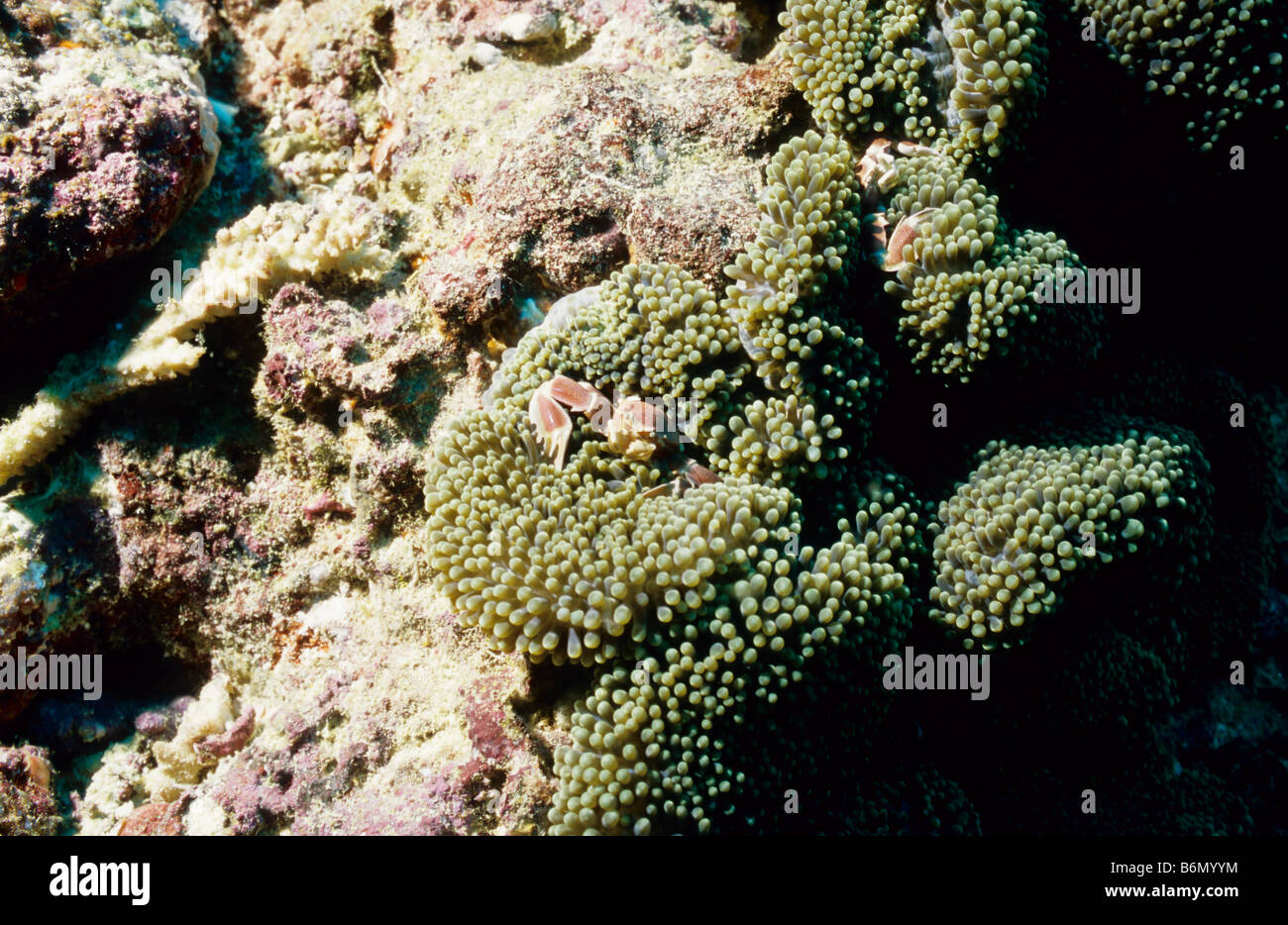 Spotted Porcellanid Crabs. Malacostraca. Porcellanidae. Neopetrolisthes Maculatus. Nestling in an anemone, underwater Maldives. Stock Photo