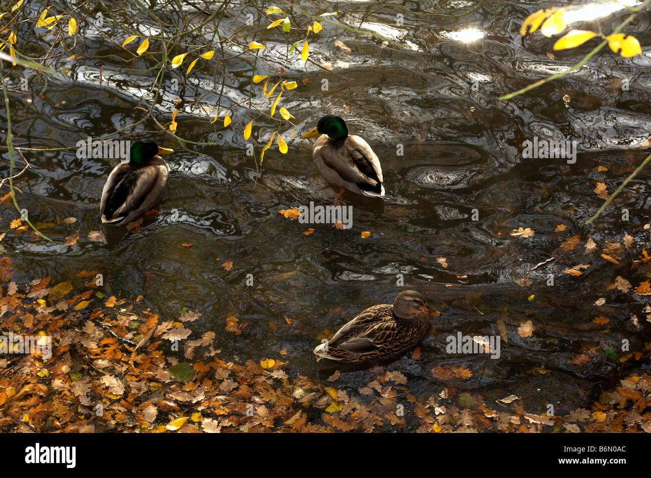 Three mallard ducks up muddy bank, Aldenham Country park, Elstree, Hertfordshire, England, UK Stock Photo