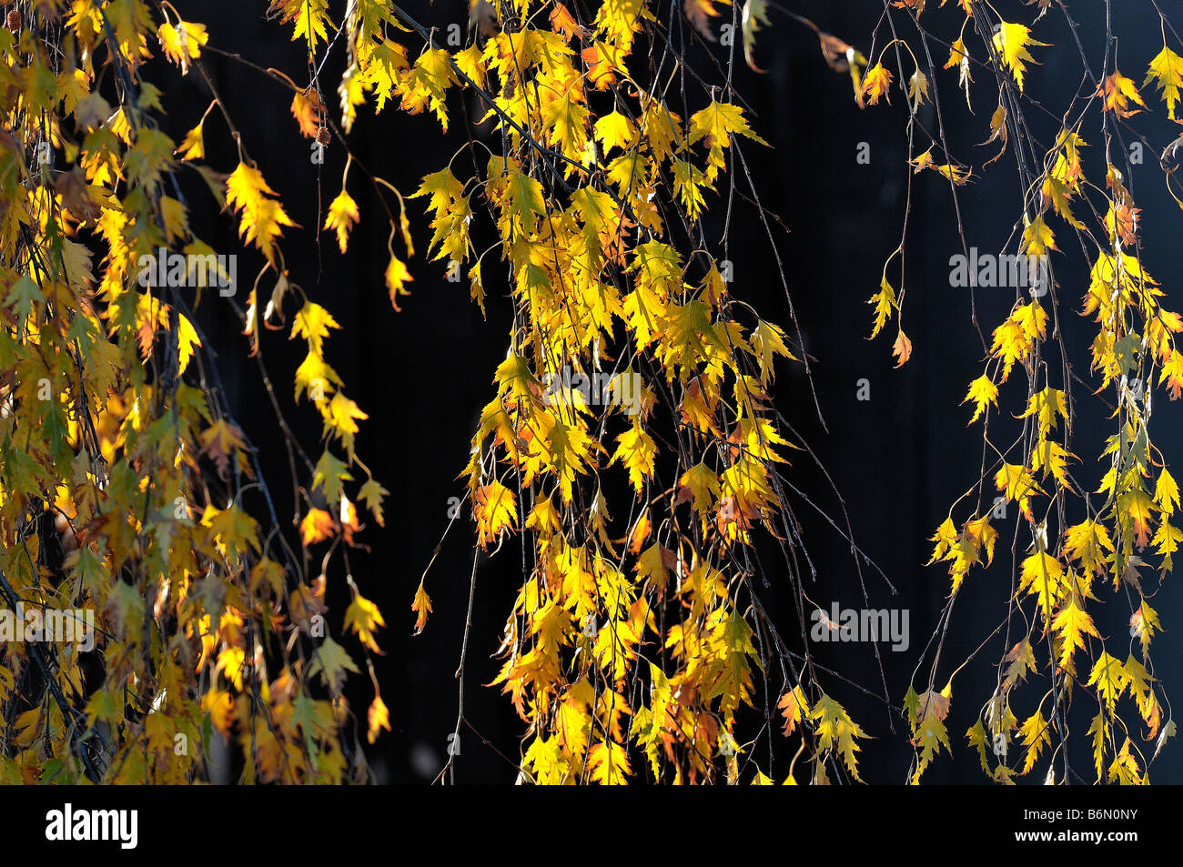 Vine leaves changing color hi-res stock photography and images - Alamy