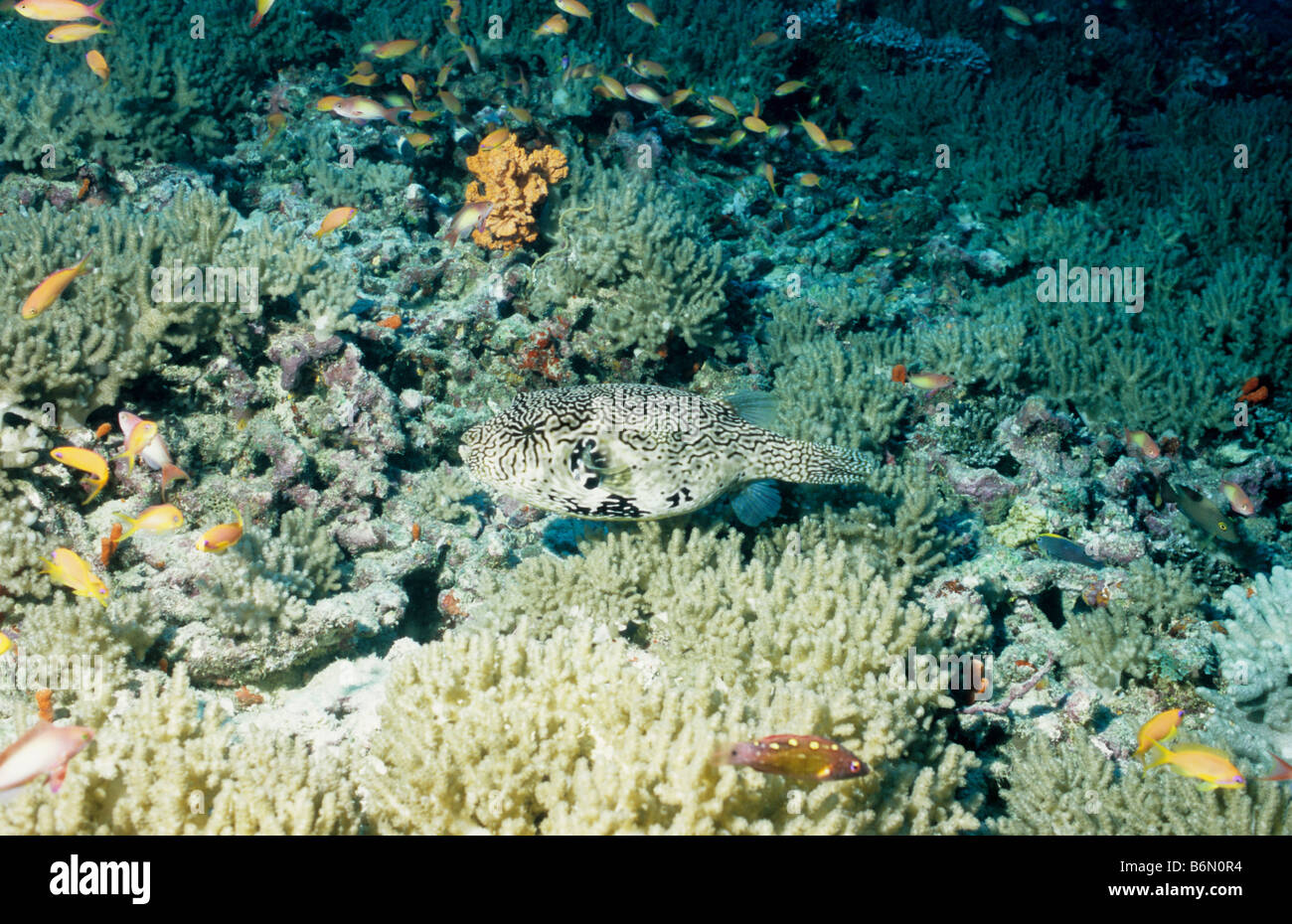 Star Pufferfish or Giant Pufferfish. Family: Tetraodontidae. Arothron Stellatus. Underwater marine life of the Maldives. Stock Photo
