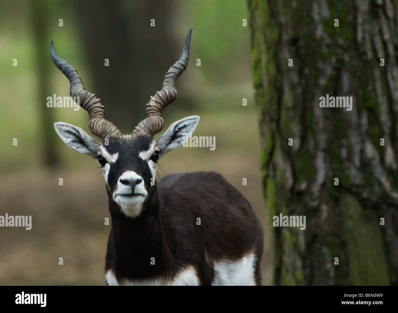 Blackbuck antelope hi-res stock photography and images - Alamy