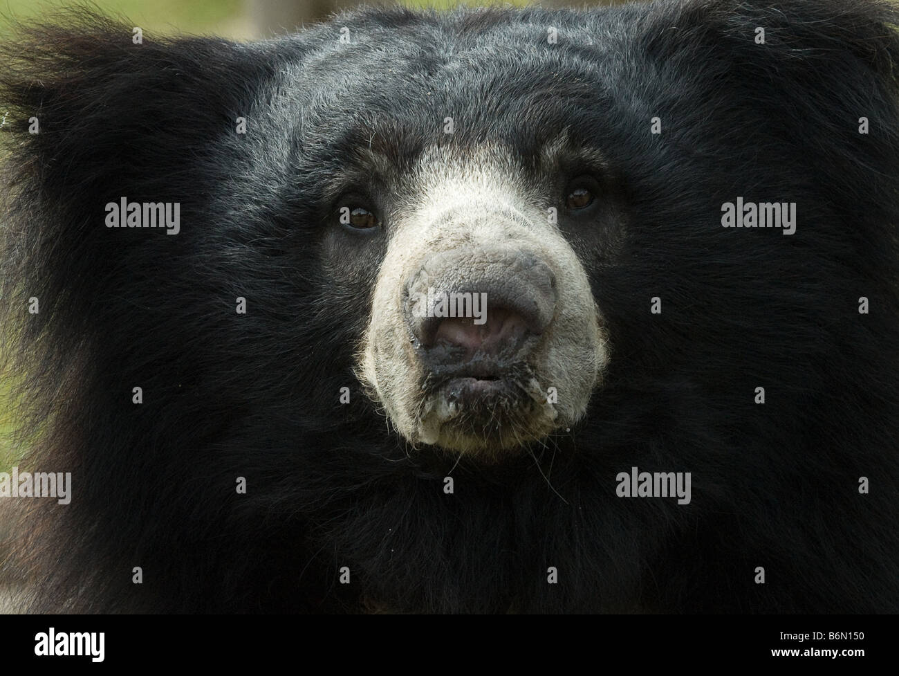 close up of a sloth bear looking at the camera Melursus ursinus Stock Photo