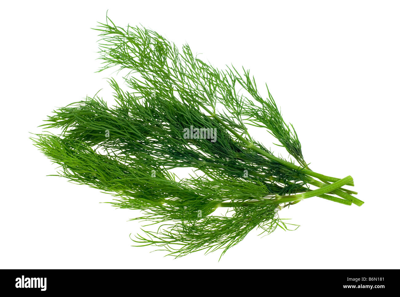 Dill plant herb hires stock photography and images Alamy