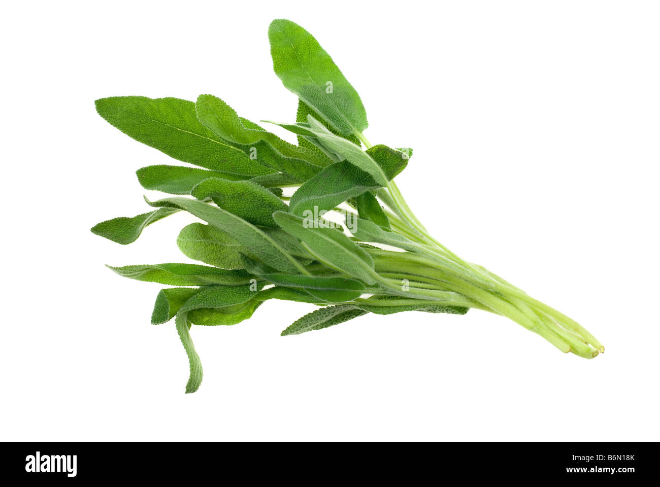 fresh common sage herb isolated on a white background Stock Photo