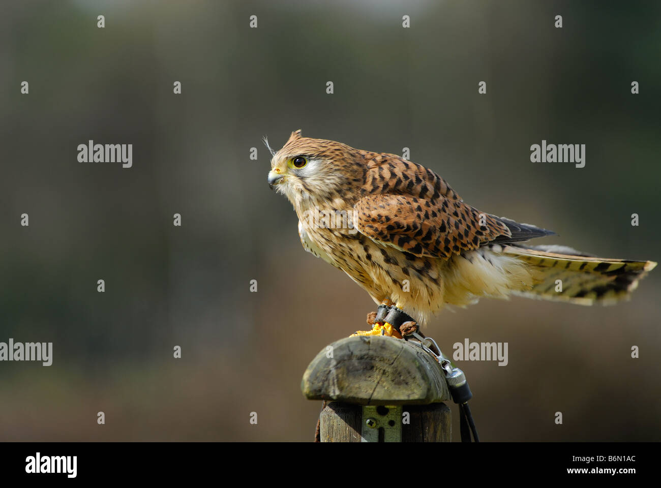 close up of a beautiful falcon Stock Photo