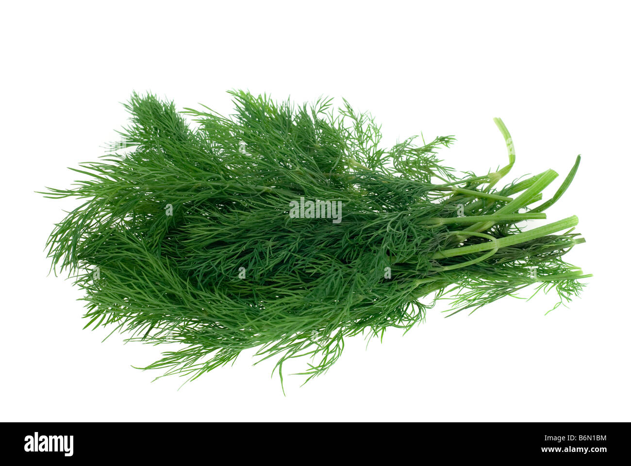 Dill plant herb hires stock photography and images Alamy