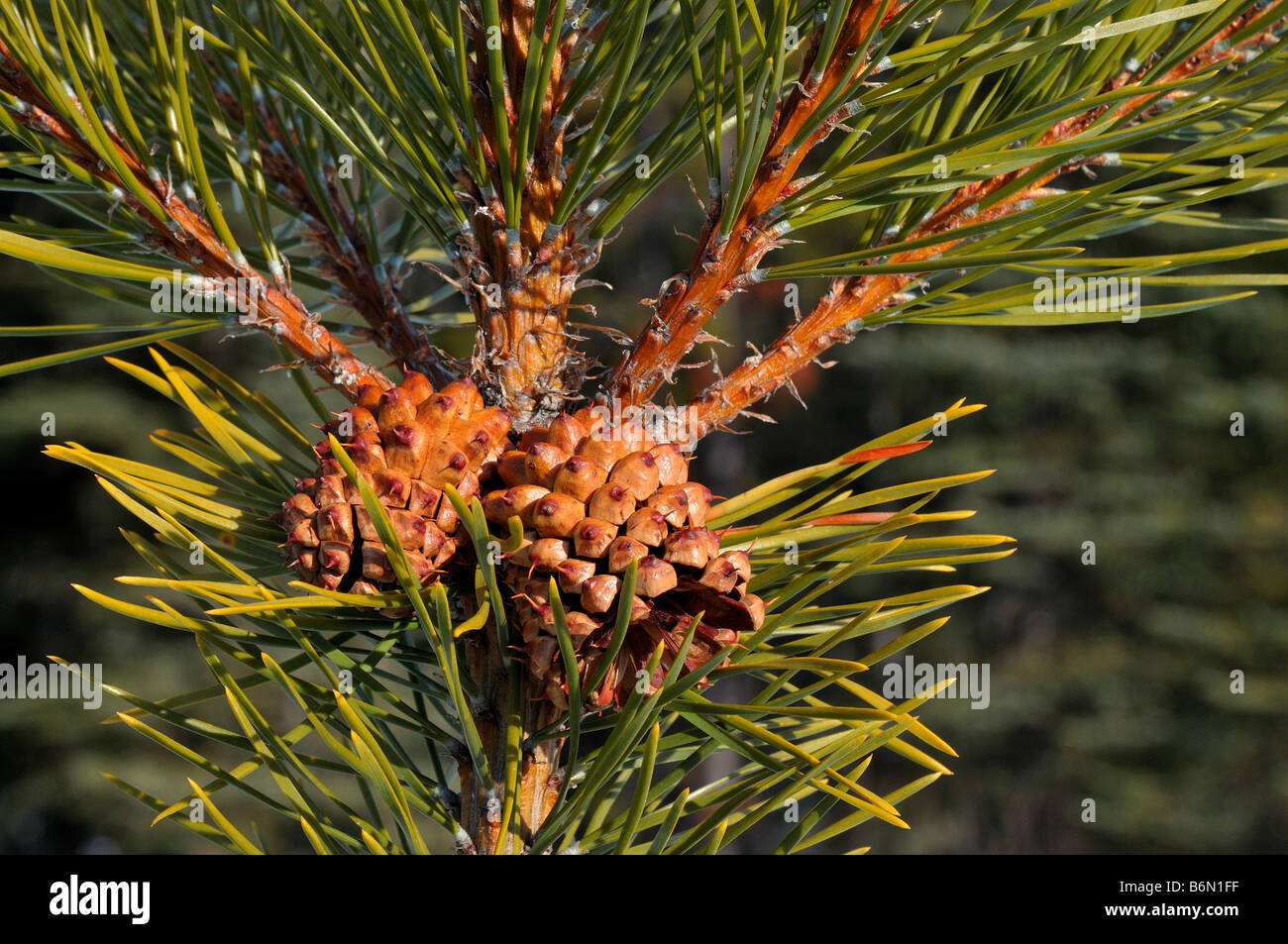 Pine tree cones 0802 Stock Photo Alamy