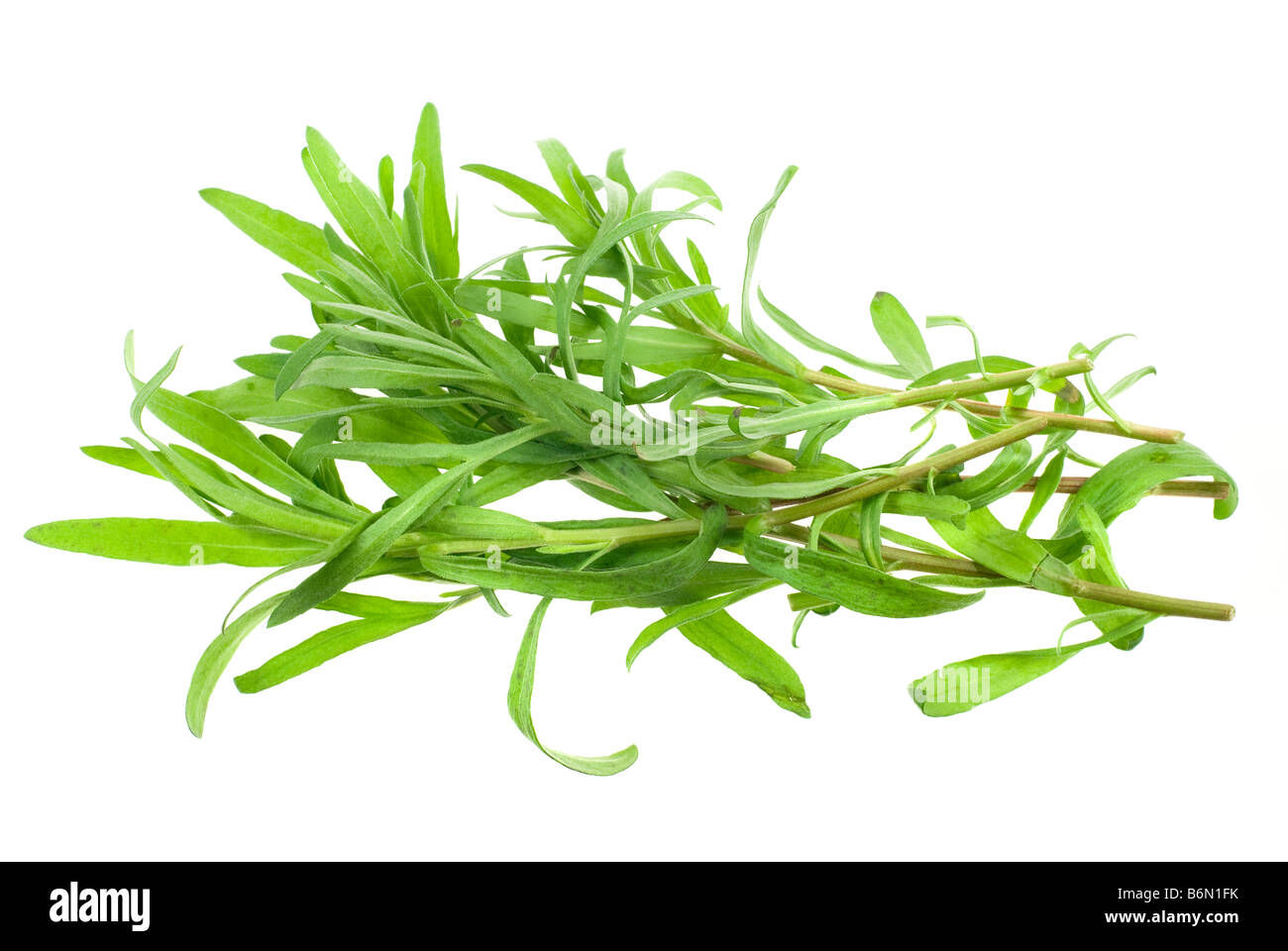 fresh tarragon herb isolated on a white background Stock Photo