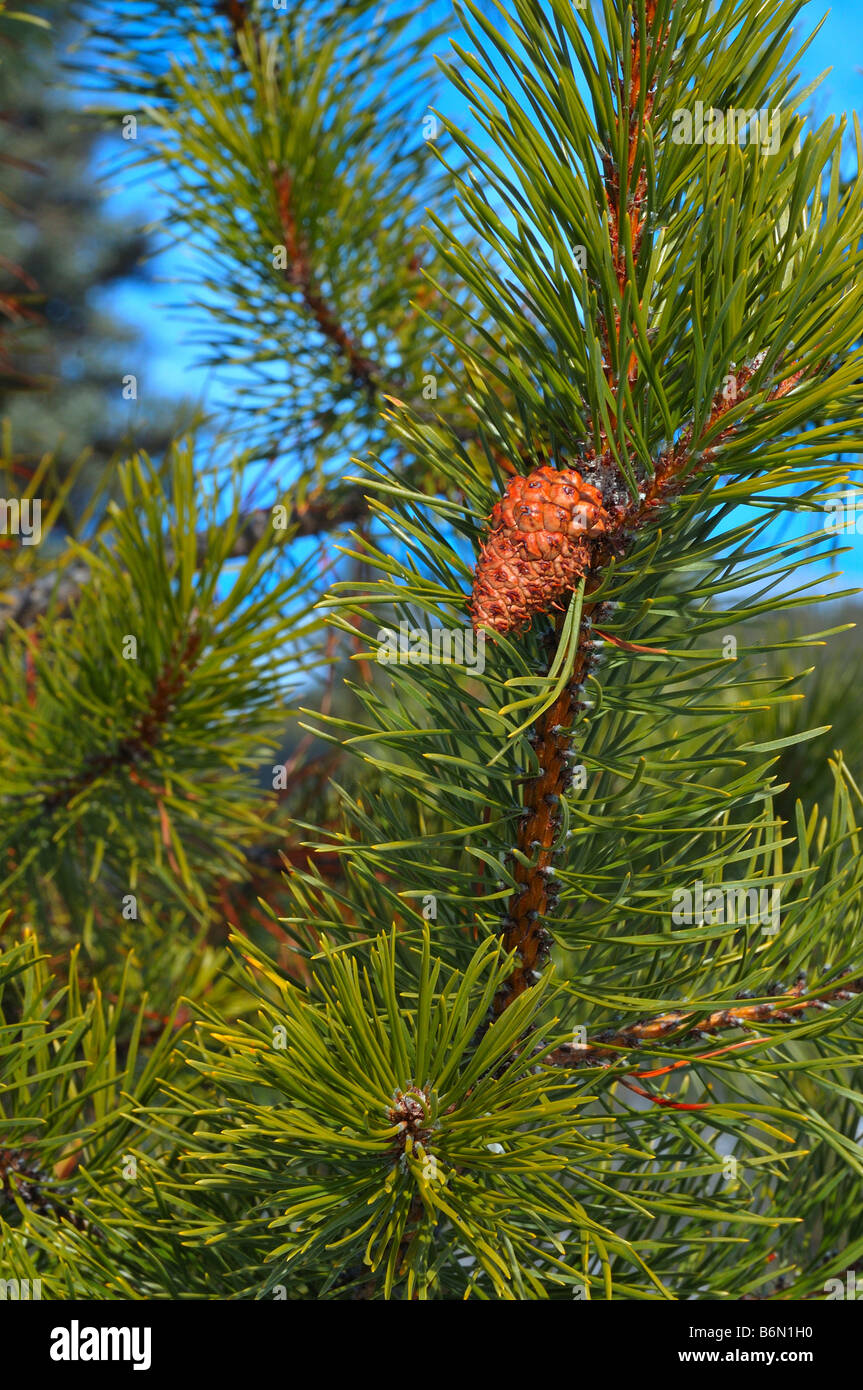Pine tree cones 0804 Stock Photo