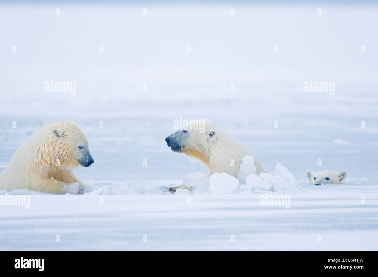 polar bears Ursus maritimus  cubs play vigorously in newly forming slushy pack ice along the arctic coast Stock Photo