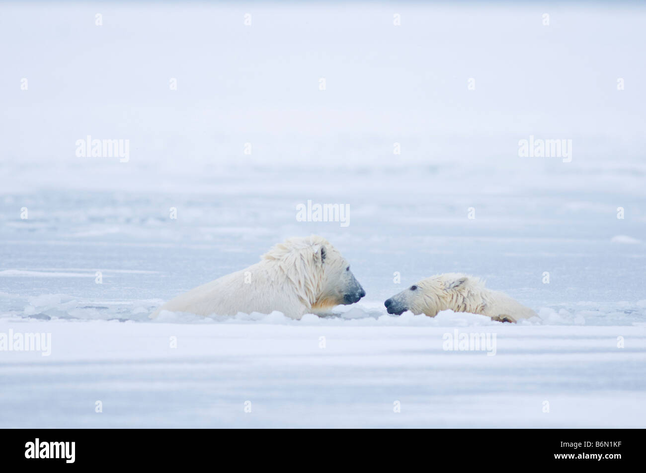 polar bears Ursus maritimus  cubs play vigorously in newly forming slushy pack ice along the arctic coast Stock Photo