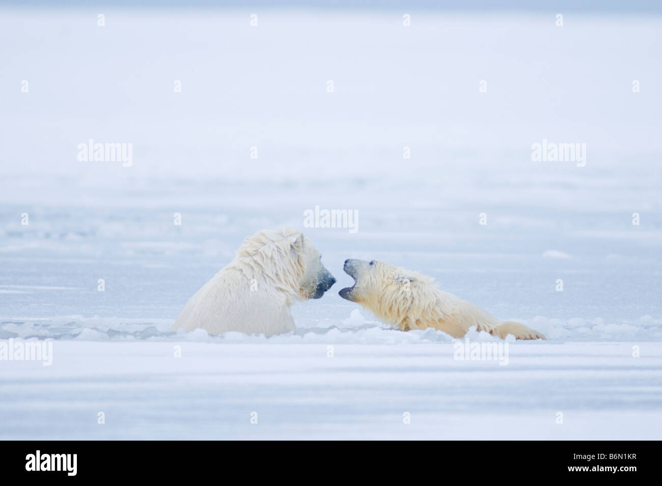 polar bears Ursus maritimus 2 year old and spring cubs play vigorously in newly forming slushy pack ice along the arctic coast Stock Photo
