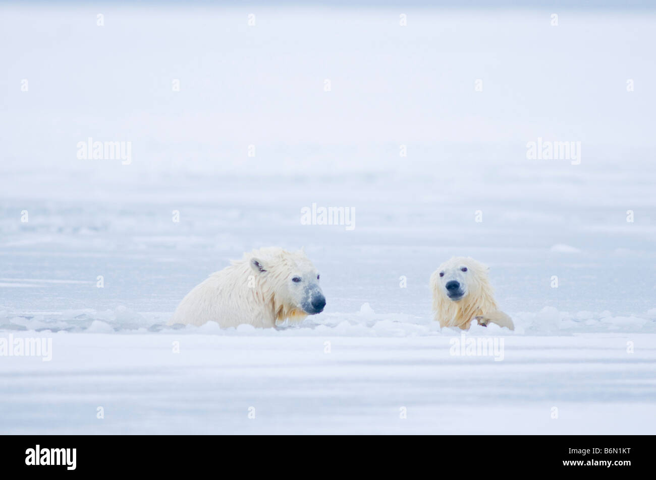 polar bears Ursus maritimus cubs play vigorously in newly forming slushy pack ice along the arctic coast Ar Stock Photo