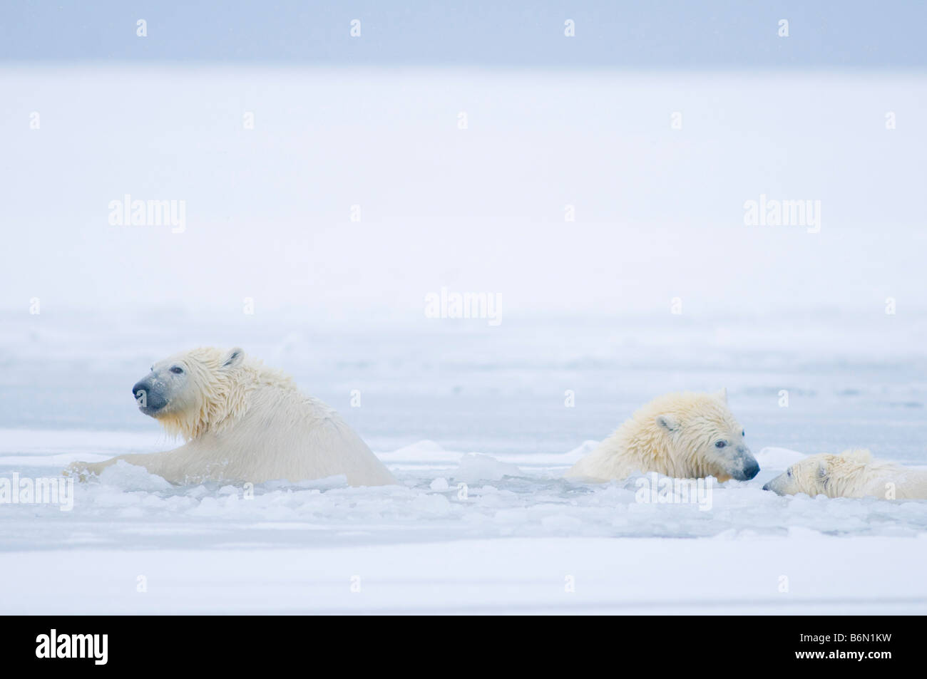 polar bears Ursus maritimus 2 year old and spring cubs play vigorously in newly forming slushy pack ice along the arctic coast Ar Stock Photo