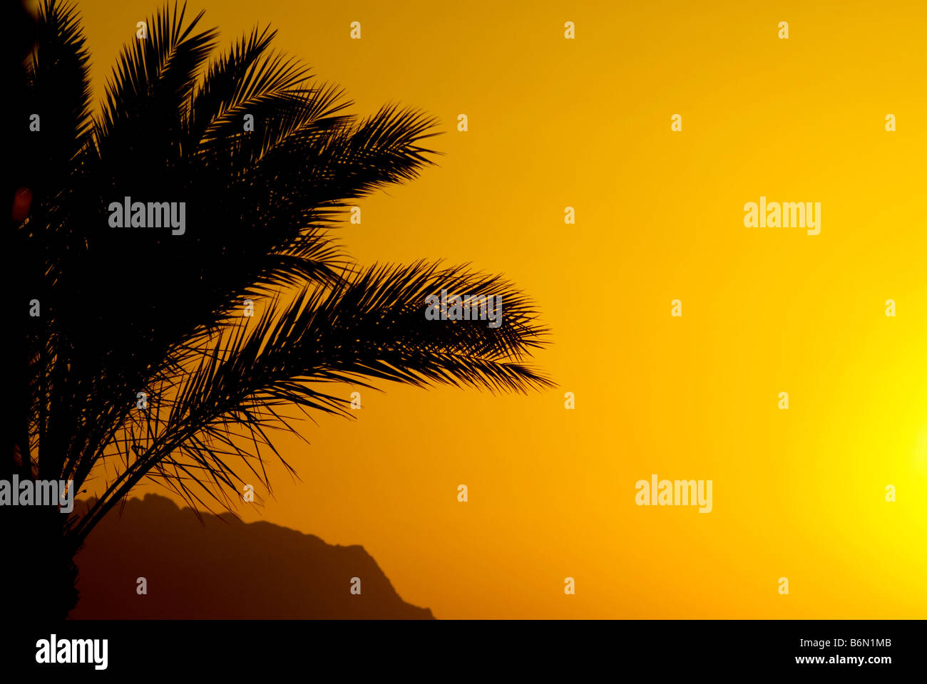 palmtree and sunset in egypt Stock Photo