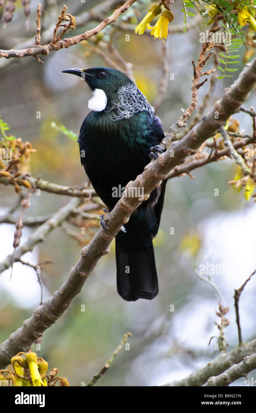 A tui (Parson bird, Prosthemadera novaeseelandiae) - a native New Zealand bird - in a kowhai tree Stock Photo
