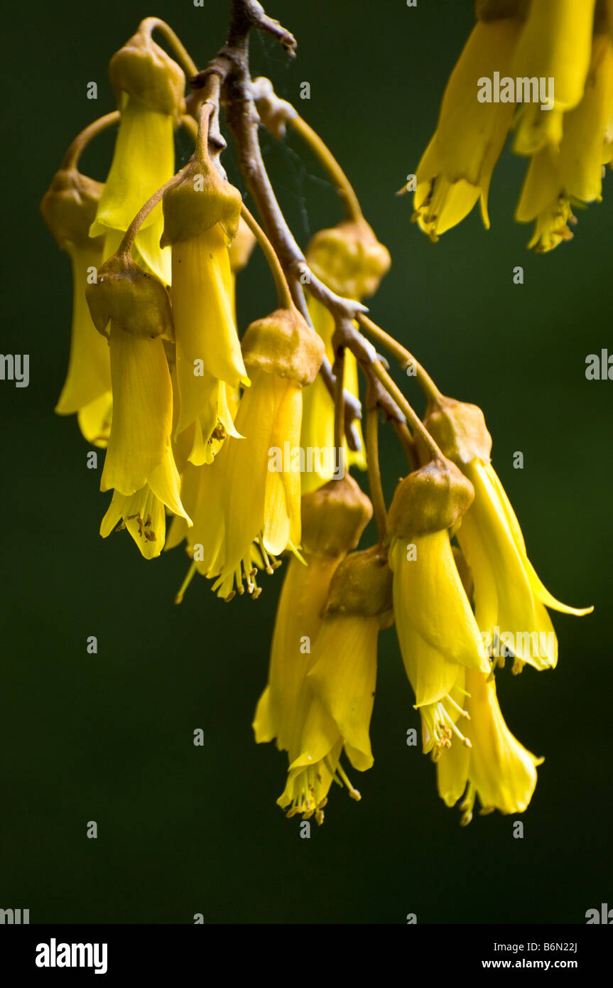 Flowers of the New Zealand kowhai tree Stock Photo Alamy