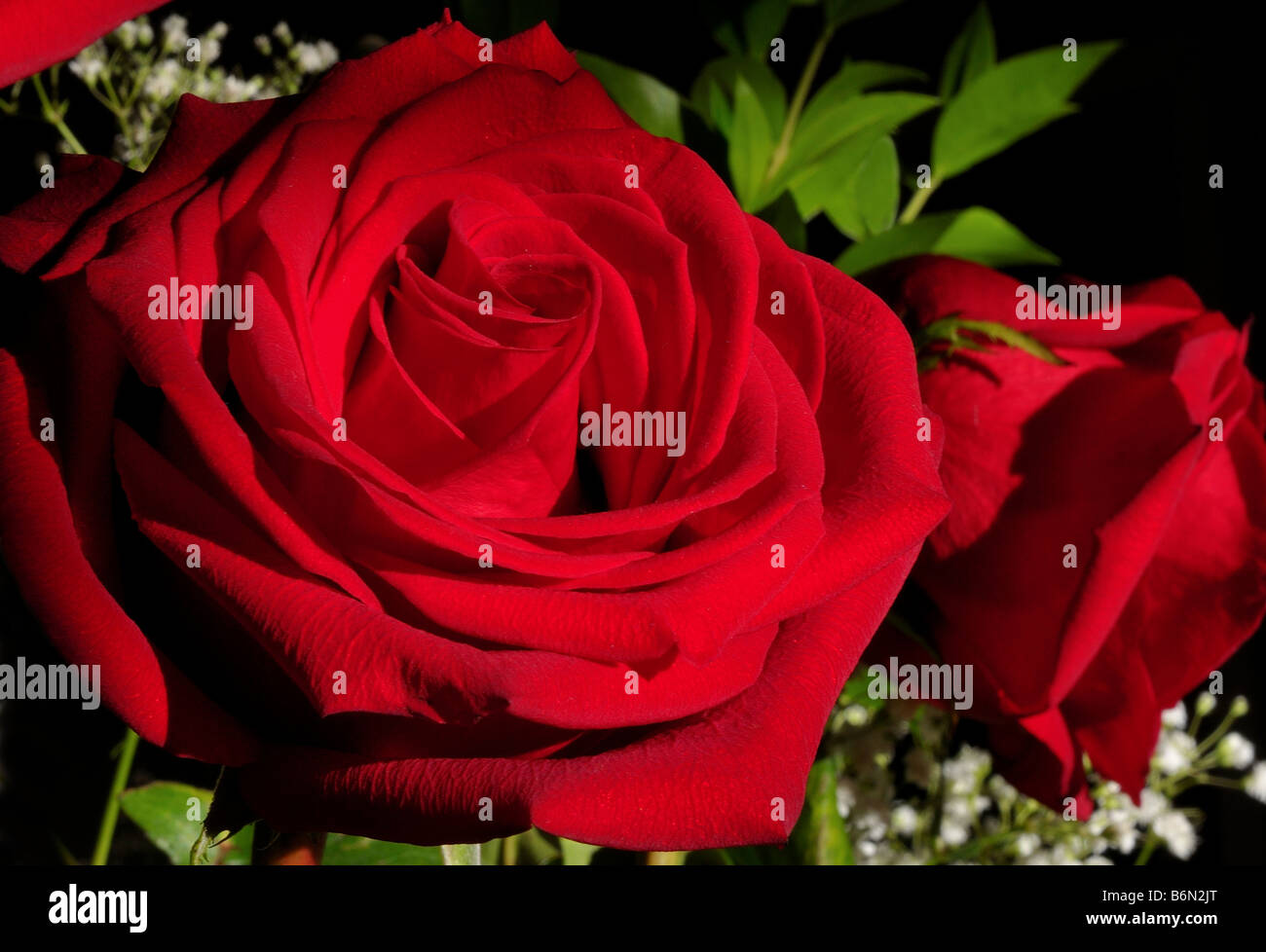 Red Rose 0803 Stock Photo