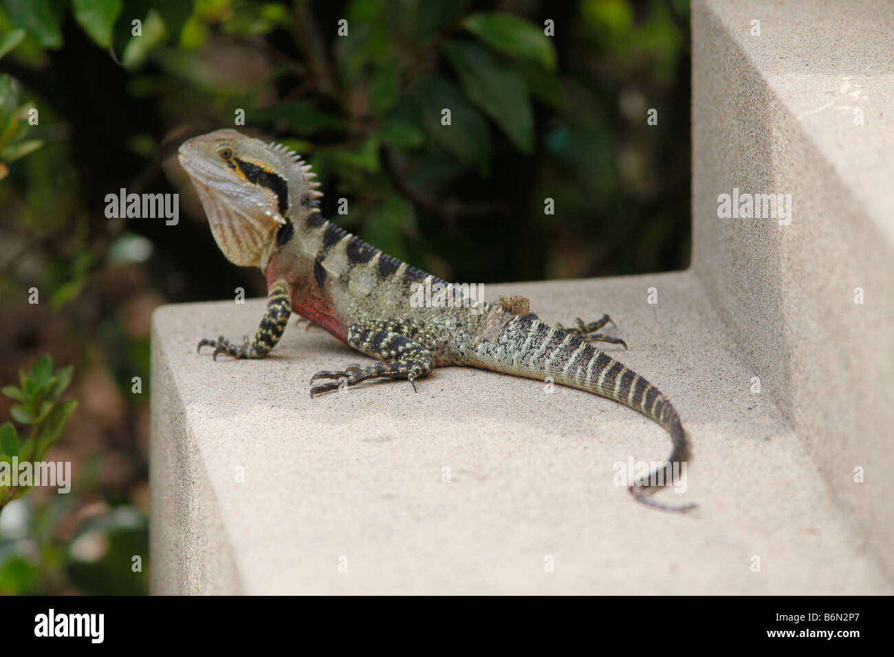 Bearded water dragon hires stock photography and images Alamy