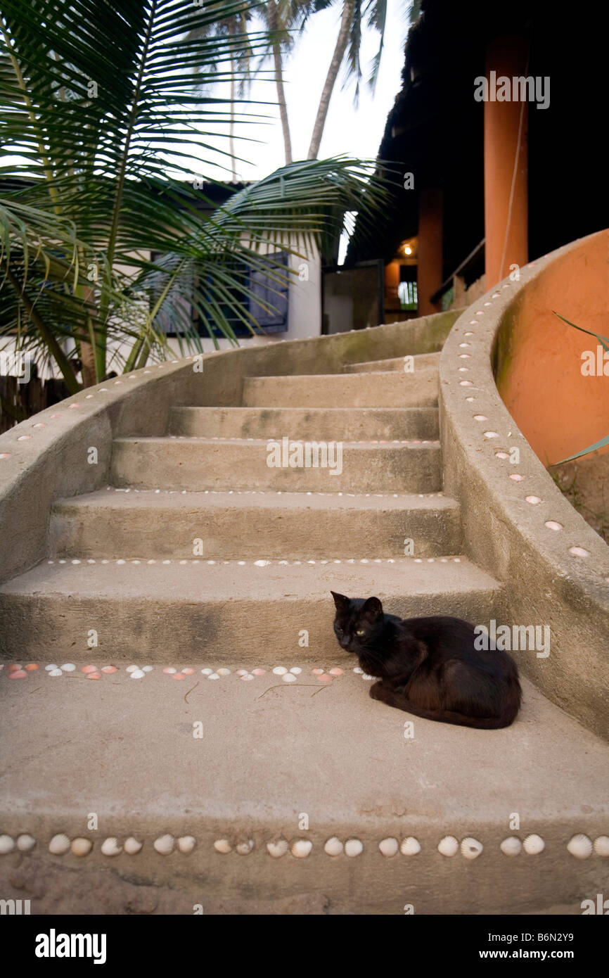 Ghana, west coast, Kokrobite Beach. Restaurant, local cat. Stock Photo