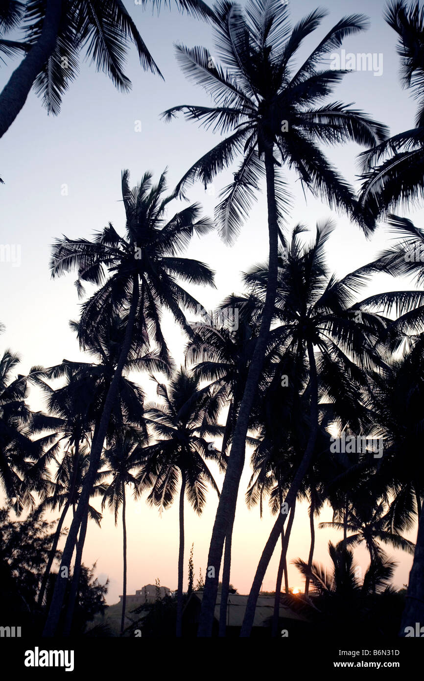 Ghana, west coast, Kokrobite Beach. Coconut trees, sunset. Stock Photo