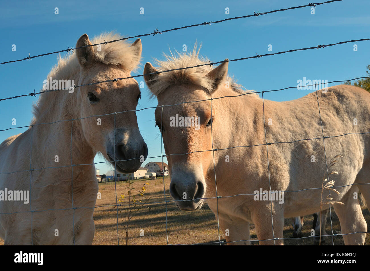 Young horses 0801 Stock Photo
