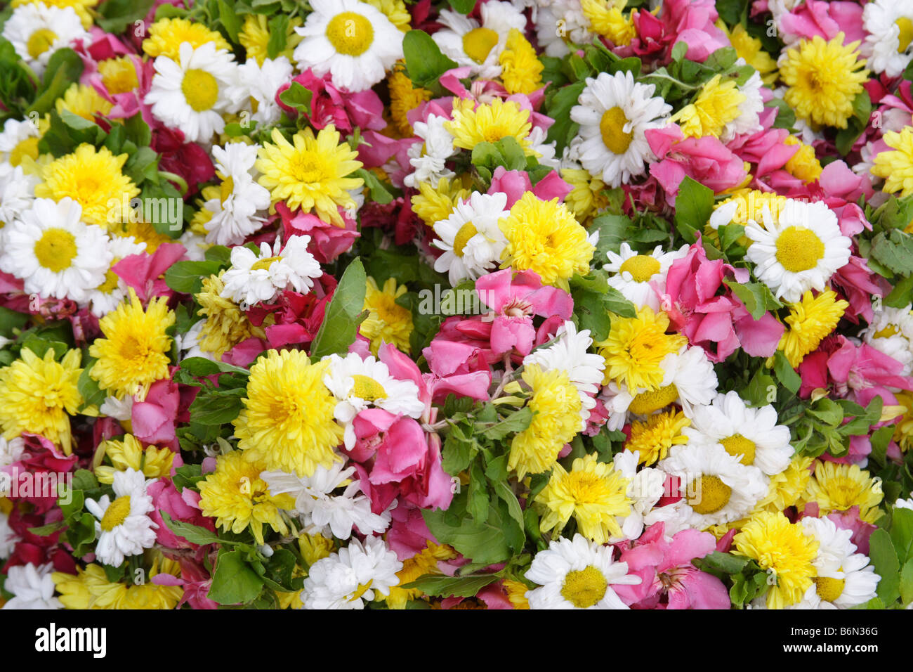 Bunch Of Snapdragon Flowers Hi Res Stock Photography And Images Alamy Bunch Of Snapdragon Flowers Hi Res Stock Photography And Images Alamy