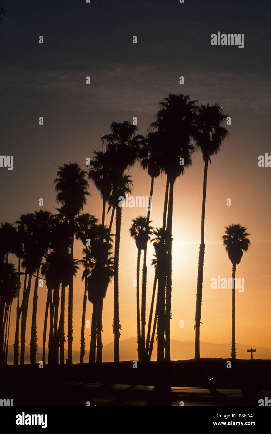 Palm trees stand out against sunset over Pacific Ocean Stock Photo
