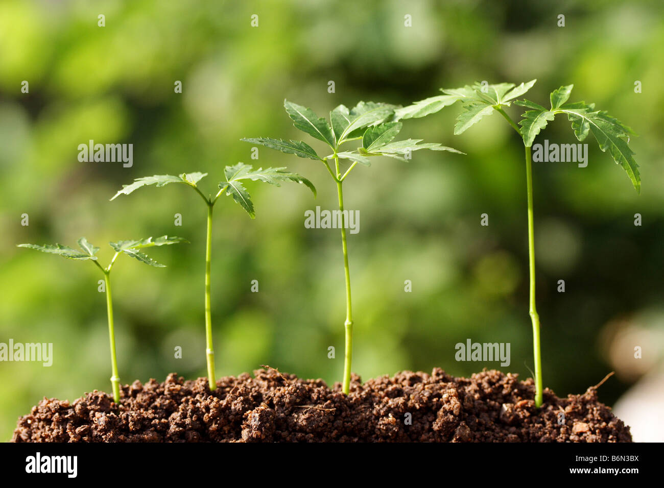 Sapling Reference Image Concepts sapling hi-res stock photography and images - Alamy