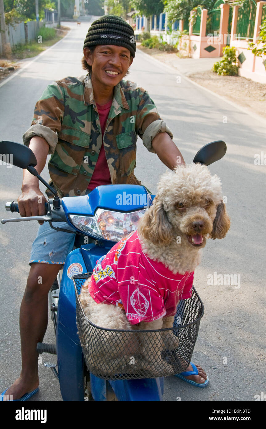 poodle getting a ride in Mae Sot Thailand Stock Photo