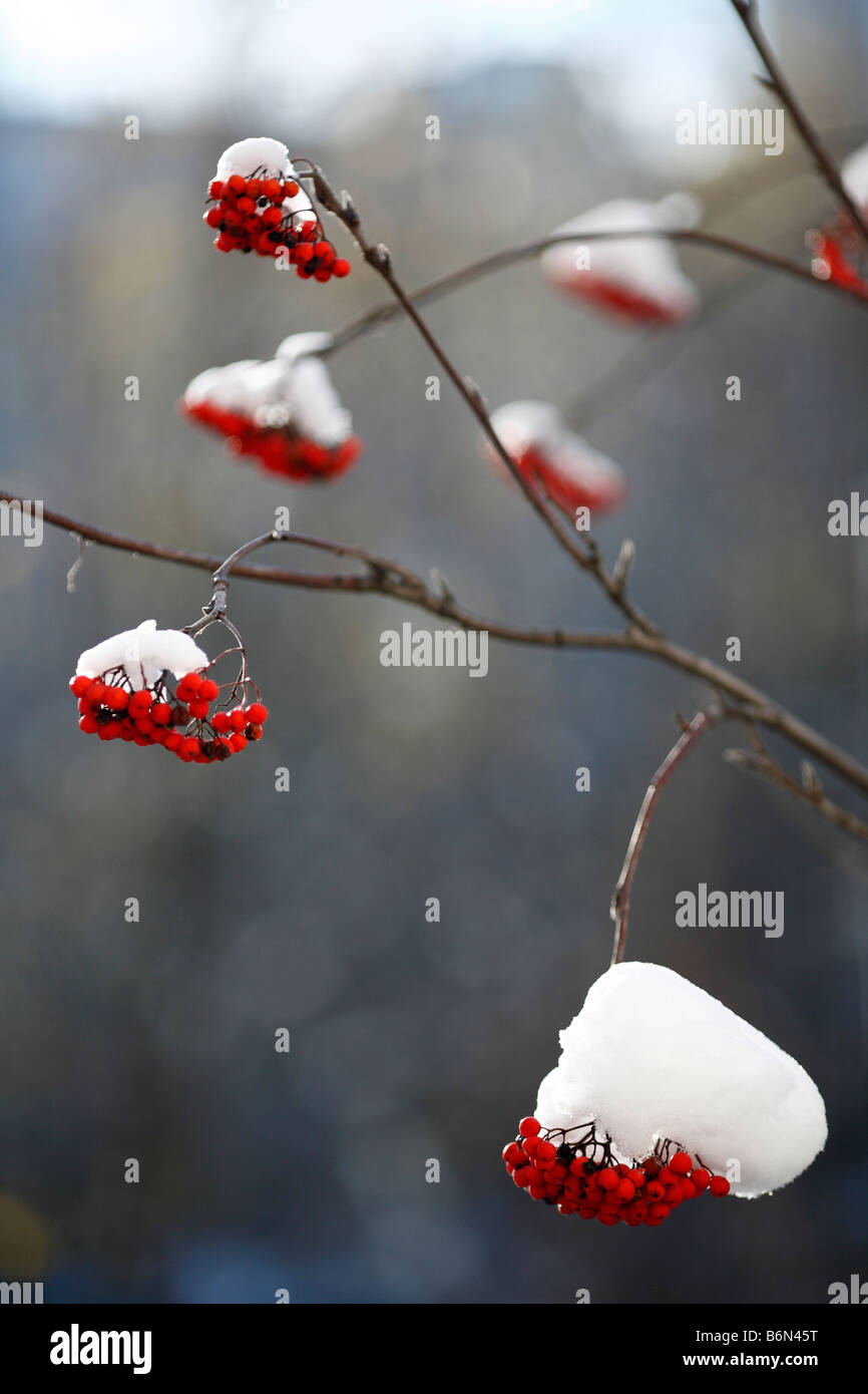 Ash berries under first snow, Moscow, Russia Stock Photo