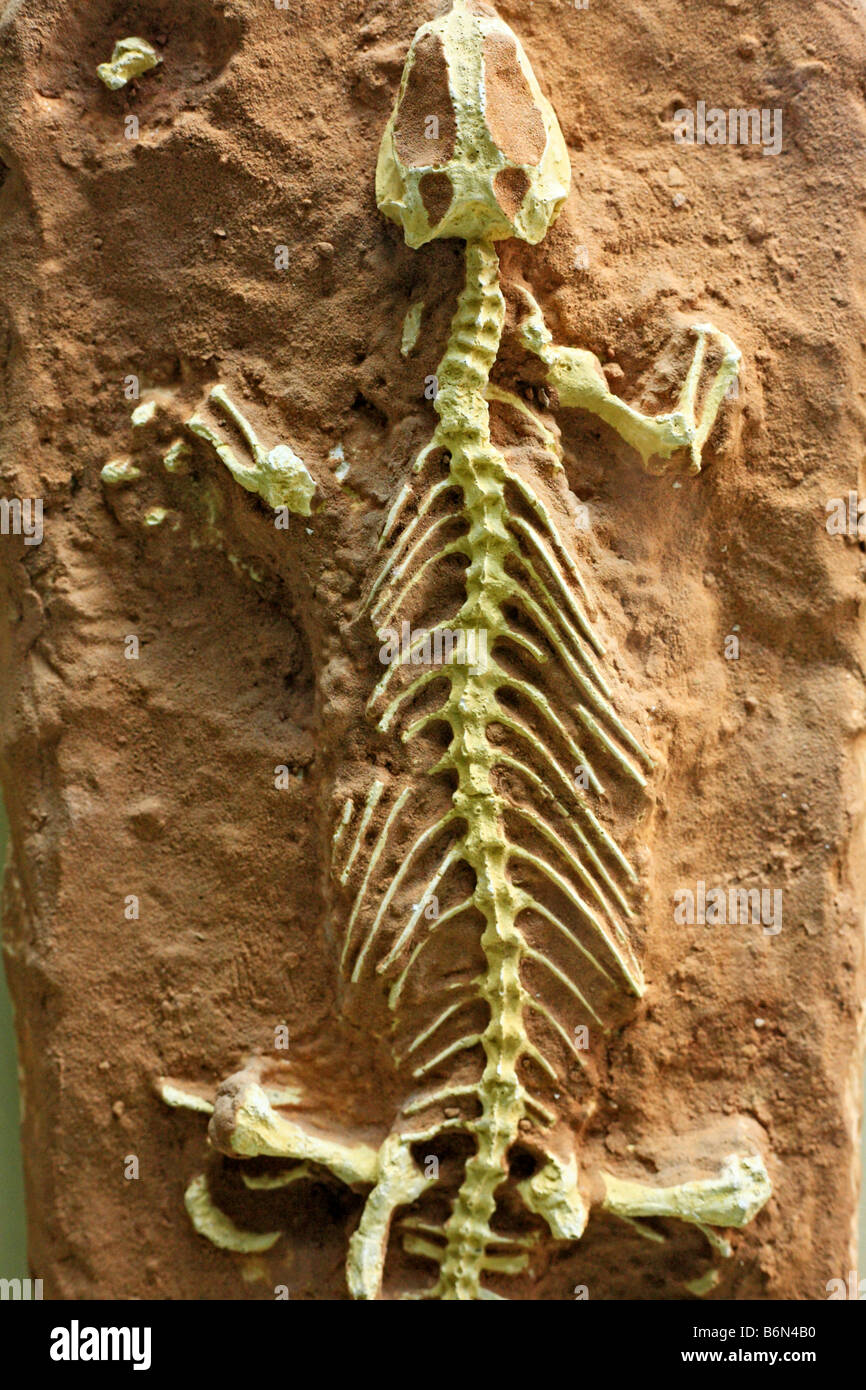 Skeleton of small dinosaur (Macrocephalion chulsanensis), Palaeontology museum, Moscow, Russia Stock Photo