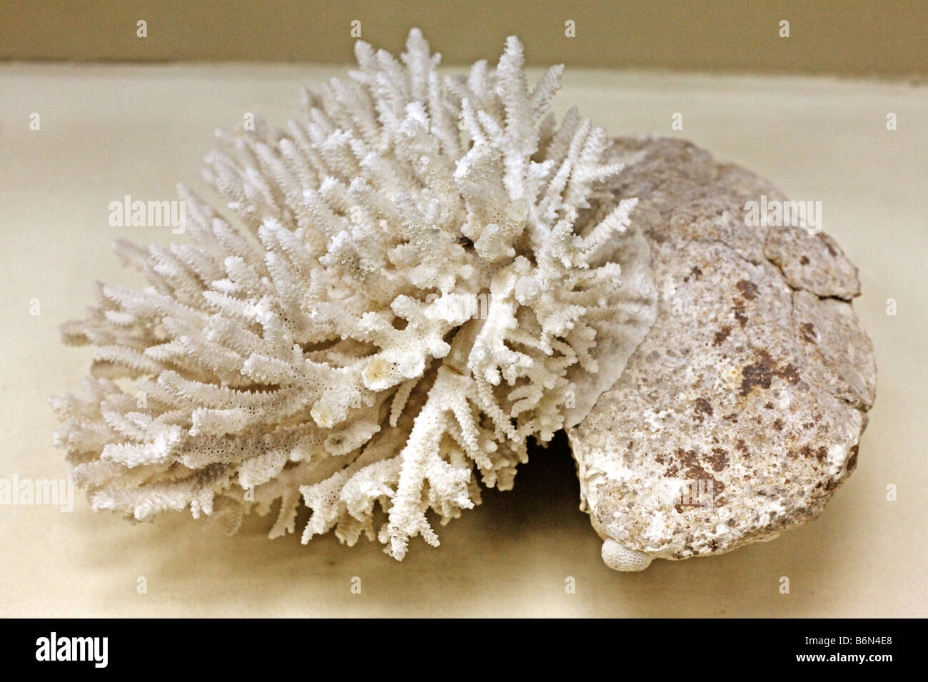 Acropora sp., palaeontology museum, Moscow, Russia Stock Photo