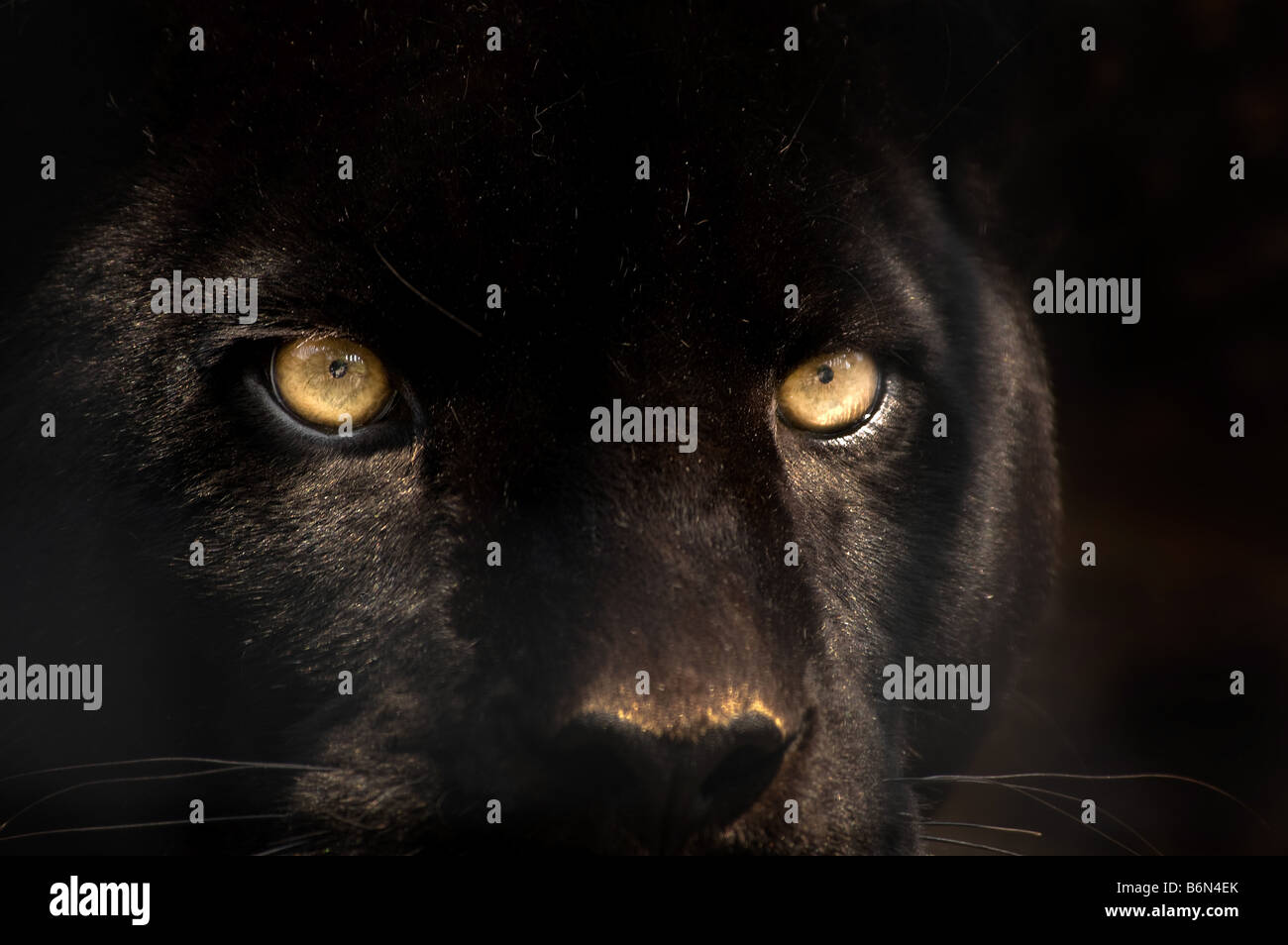 The eyes of a black panther Stock Photo