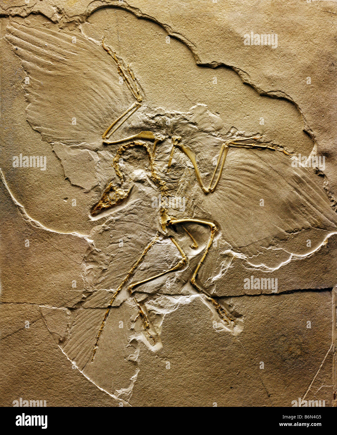 Skeleton of archaeopteryx (Archaeopteryx lithographica), palaeontology