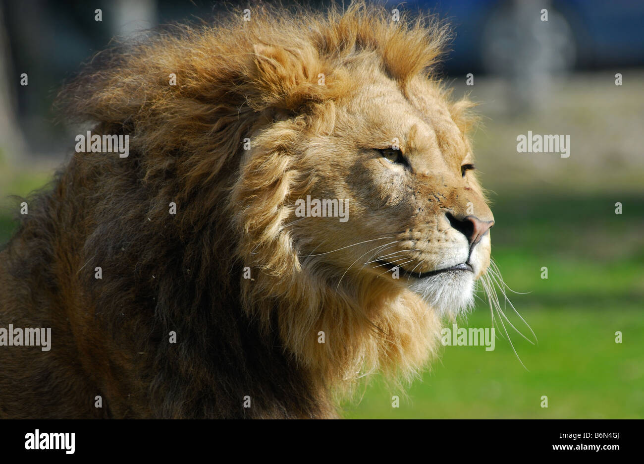 portrait of a big african male lion Stock Photo