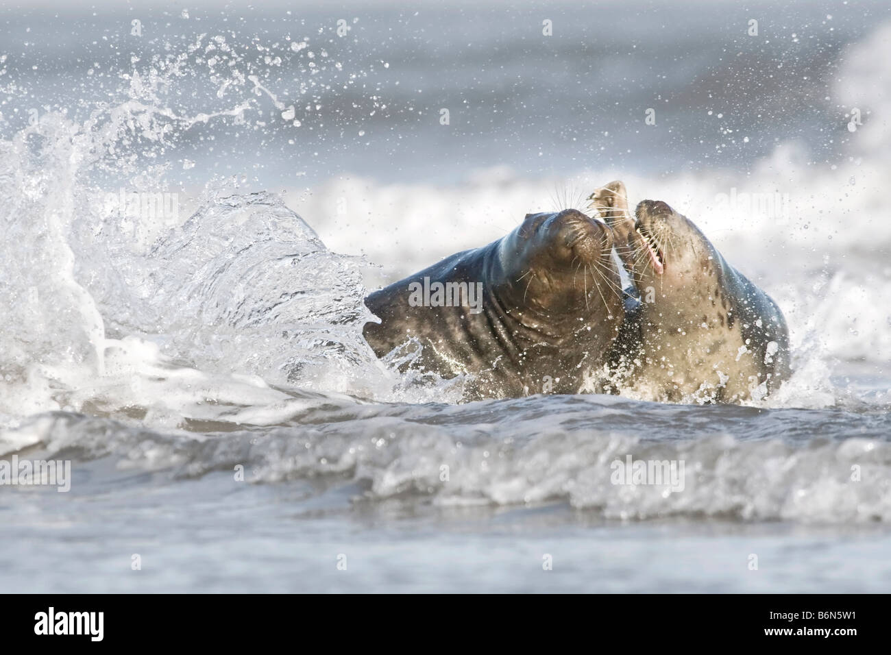 A pair of adult grey seals fighting Stock Photo