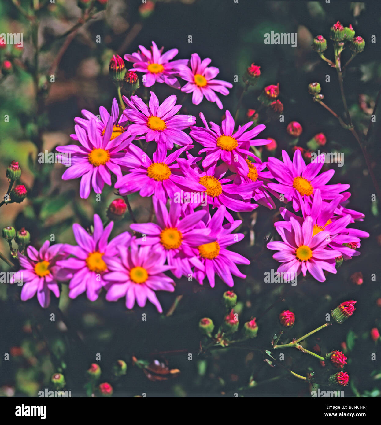 Flowers of the Aster amellus 'Brilliant' in a border Stock Photo