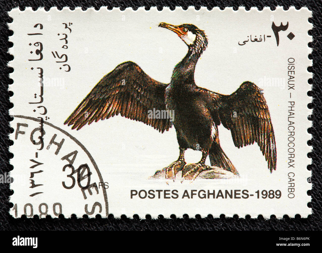 Great Cormorant (Phalacrocorax carbo, Great Black Cormorant, Black Cormorant, Black Shag) postage , Afghanistan, 1989 Stock Photo